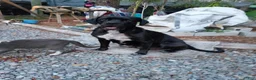 Cane Corso dogs for sale: Cane Corso Puppy 1 - Ad 4