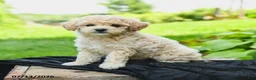 Bichpoo dogs for sale: Heather - Ad 5