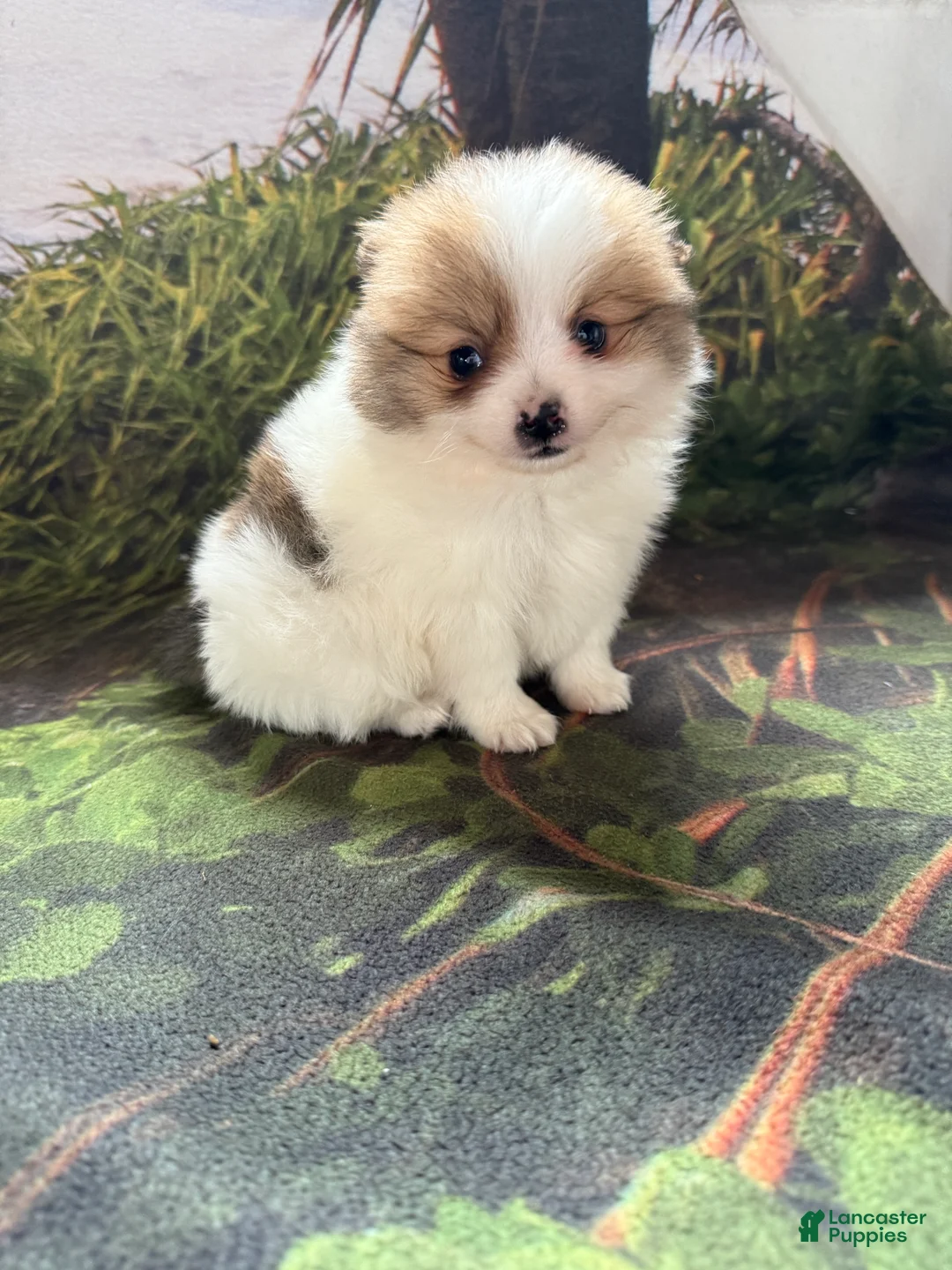 Pomeranian dogs for sale: Caleb - Ad 8