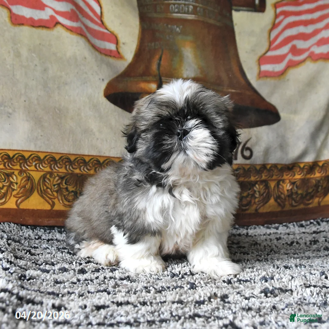 Shih Tzu dogs for sale: Muffin - Ad 5