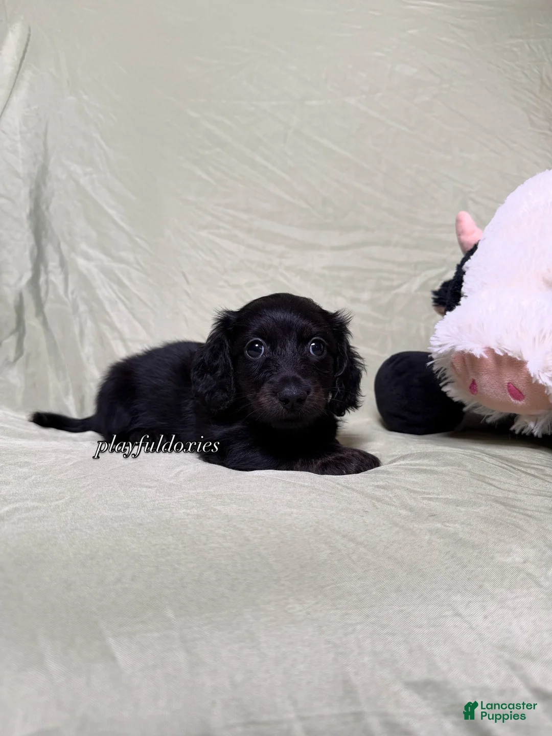 Miniature Dachshund dogs for sale: Long Haired Black & Brindle Male AKC 70 - Ad 16
