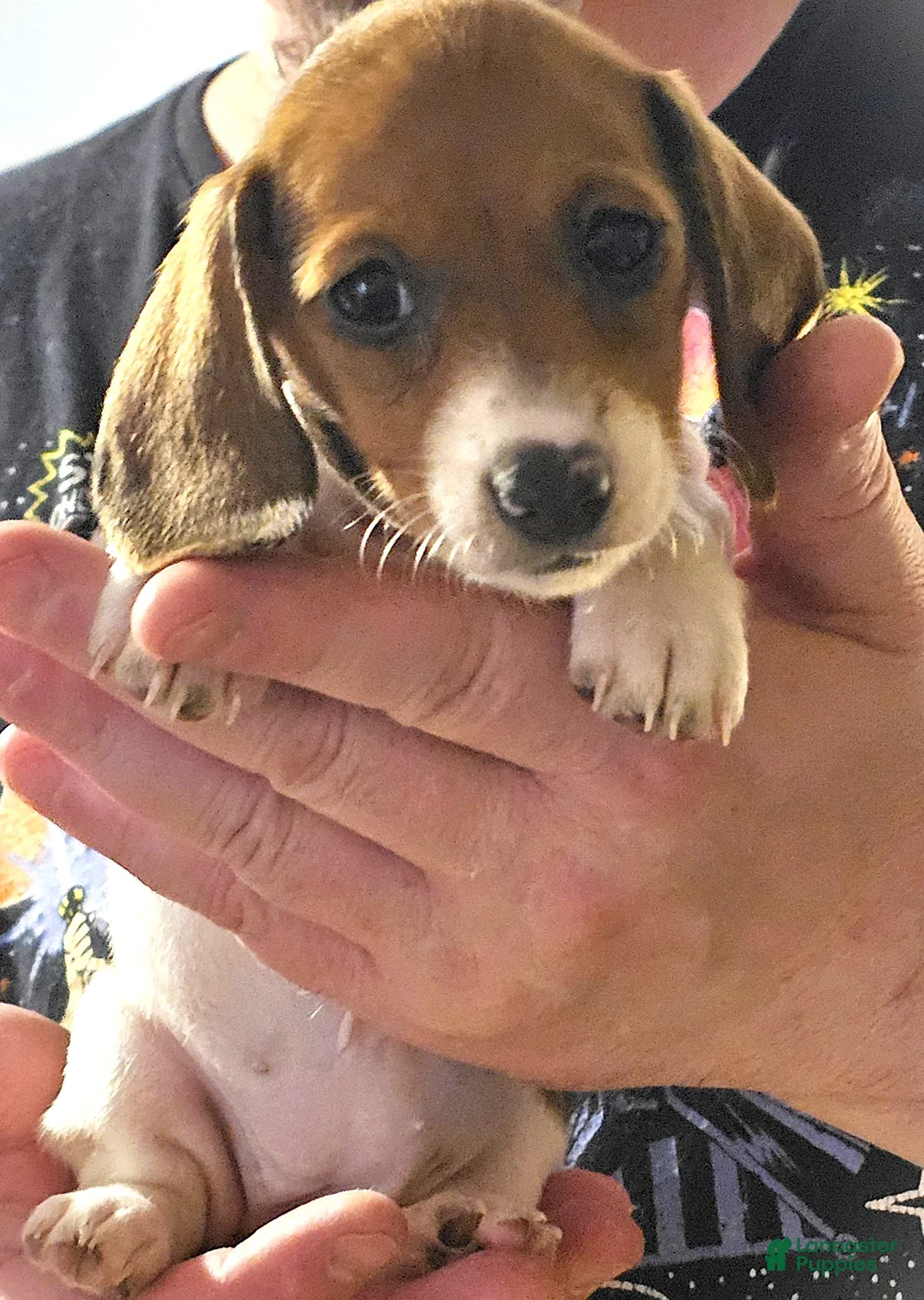 Miniature Dachshund dogs for sale: Miniature Dachshund Piebald (Purnelope) - Ad 2