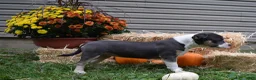 American Bully dogs for sale: American Bully 5 - Ad 15