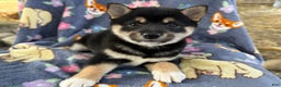 Shiba Inu dogs for sale: Bella  - Ad 1