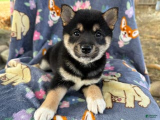 Shiba Inu dogs Bella - Ad 38