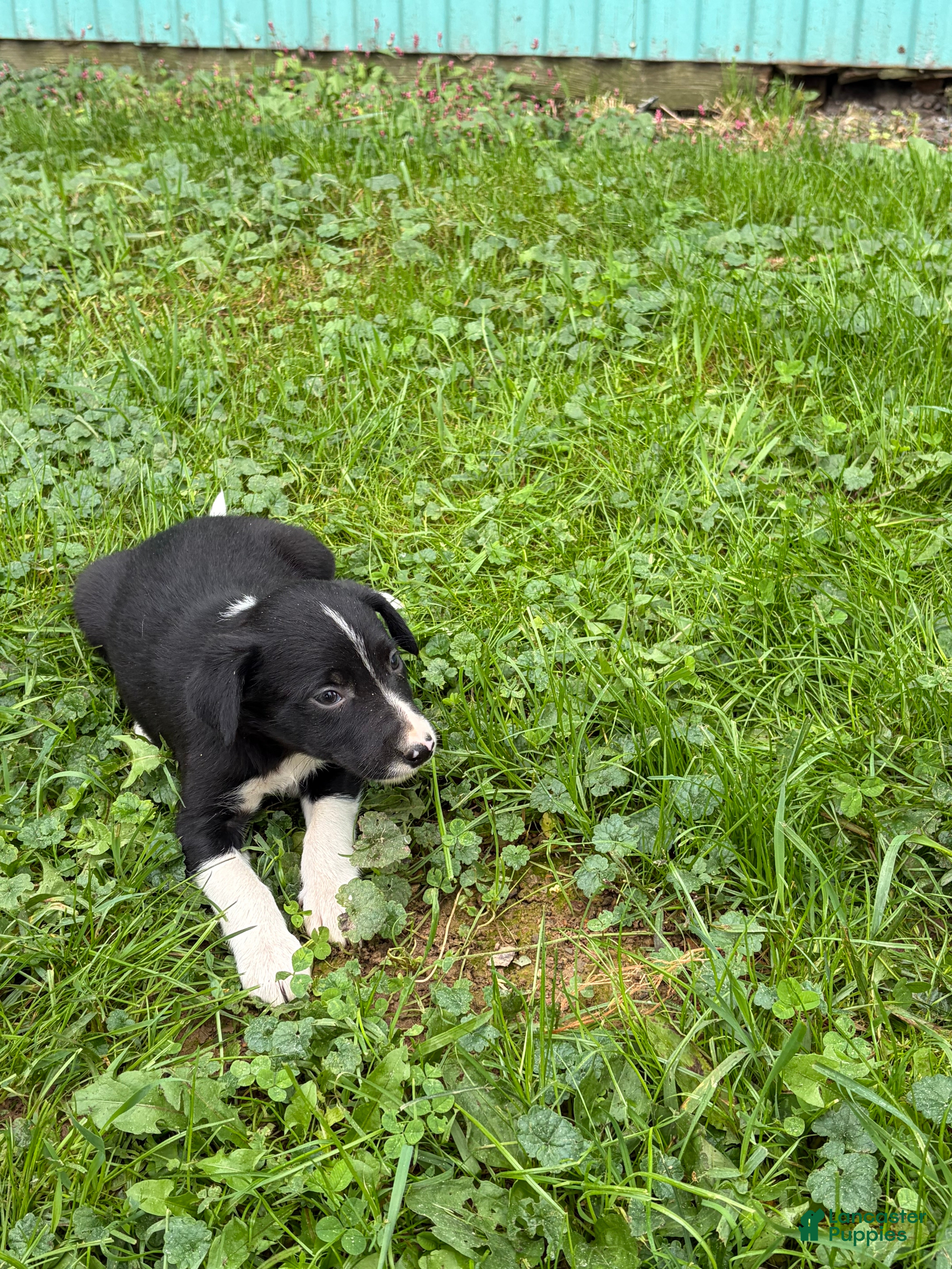 Border Collie dogs for sale: Barb Border Collie  - Ad 23
