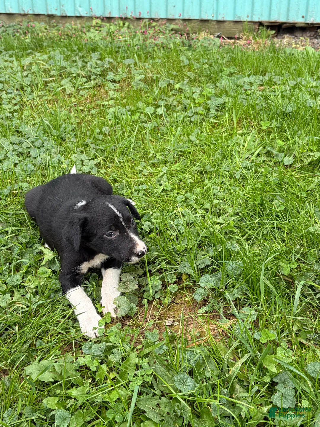 Border Collie dogs for sale: Barb Border Collie  - Ad 1