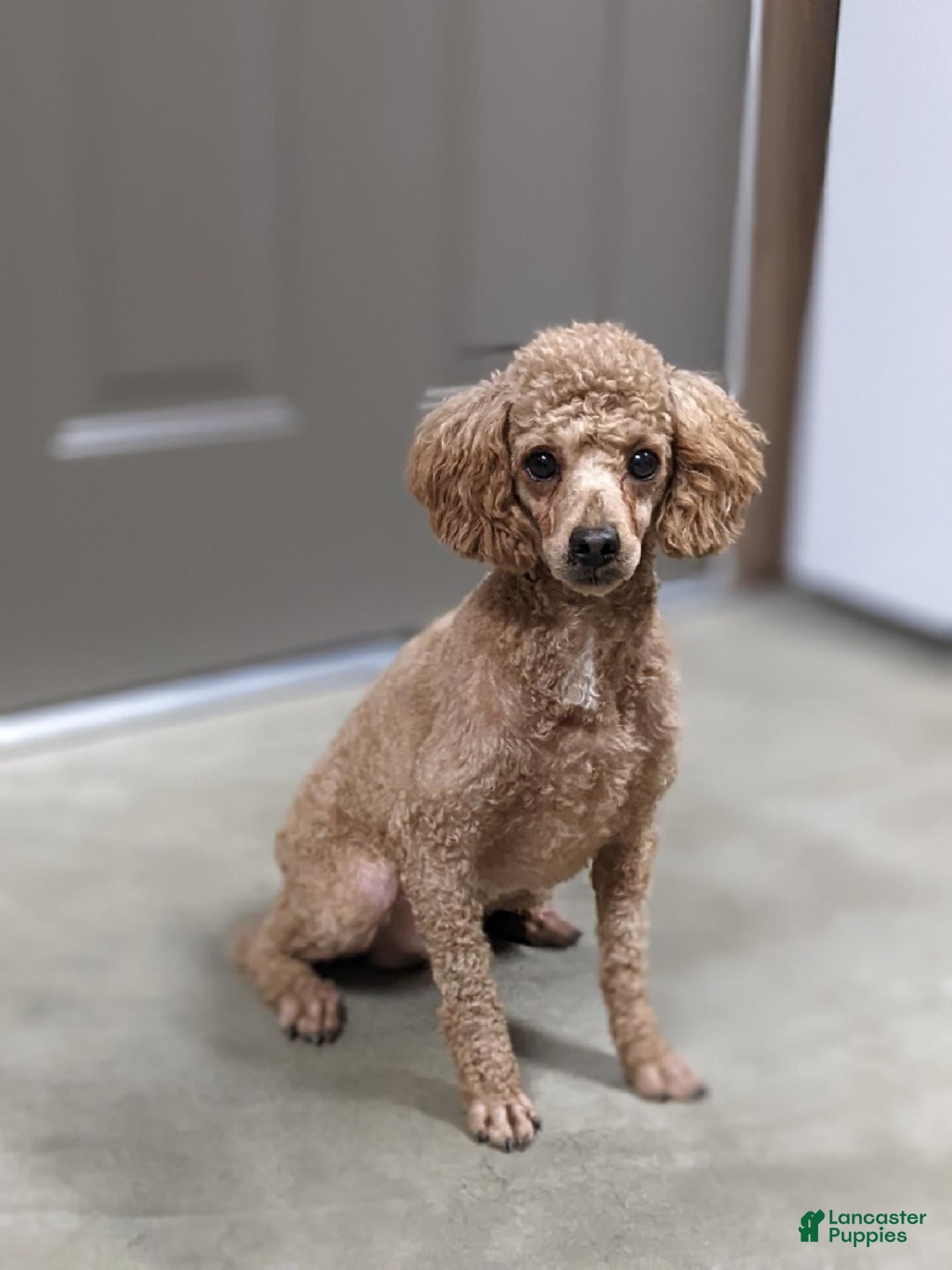 Mini Goldendoodle dogs for sale: Marshall - Ad 8