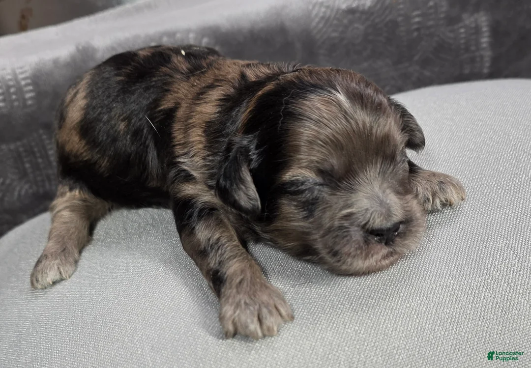 Shihpoo dogs for sale: Shihpoo Puppy 3 - Ad 1
