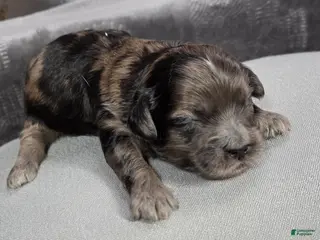 Shihpoo dogs Shihpoo Puppy 3 - Ad 27