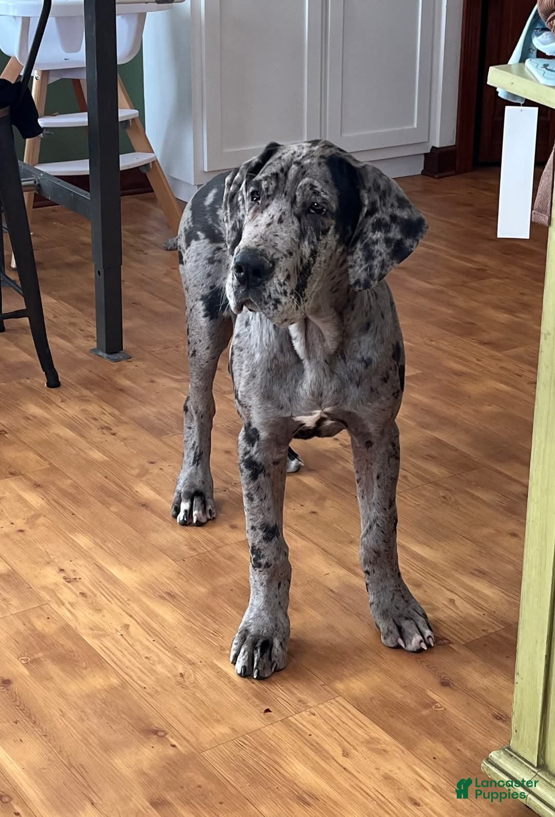 Great Dane dogs Great Dane Puppy 1 Mouse - Ad 34
