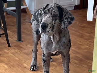 Great Dane dogs Great Dane Puppy 1 Mouse - Ad 41