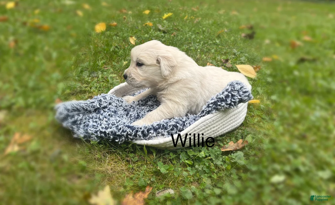 Golden Retriever dogs for sale: Willie - Ad 2