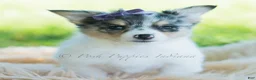 Chihuahua dogs for sale: Sunflower - Ad 1