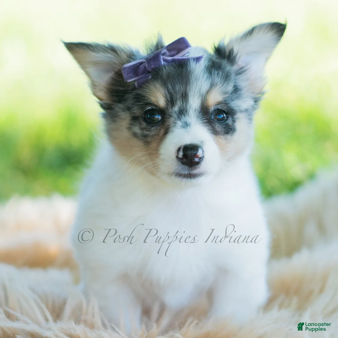 Chihuahua dogs for sale: Sunflower - Ad 1