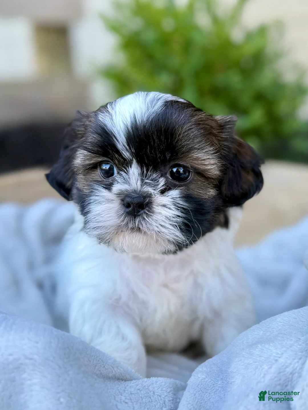 Shih Tzu dogs for sale: AKC Leo - Ad 2
