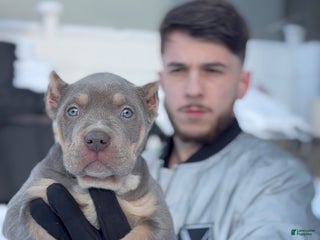 American Bully dogs Cutie - Ad 6