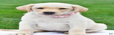 Tori