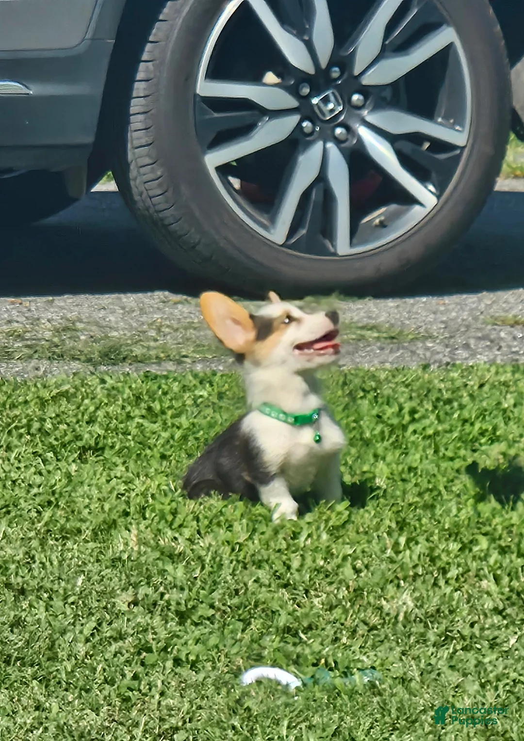 Welsh Corgi Pembroke dogs for sale: Red (New Collar: Green) Female - Ad 2