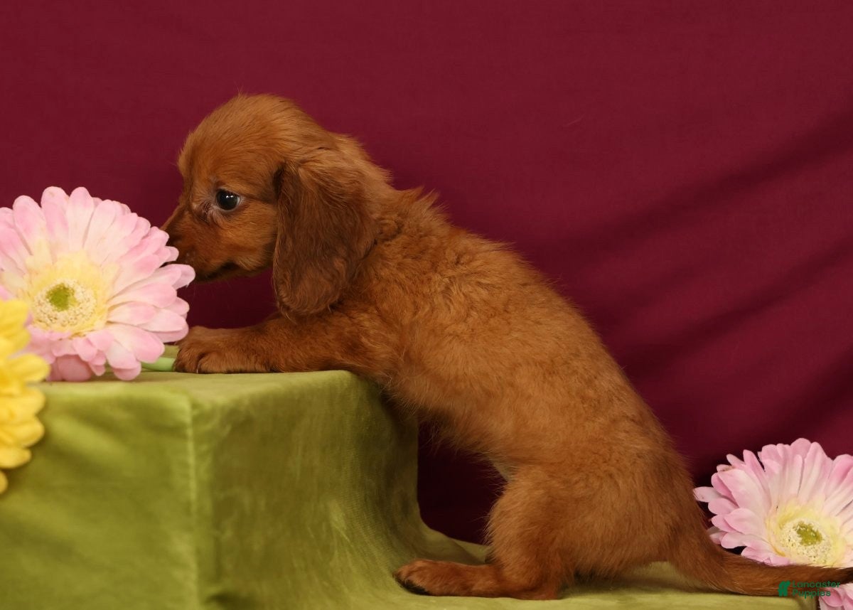 Miniature Dachshund dogs Sonya - Ad 2