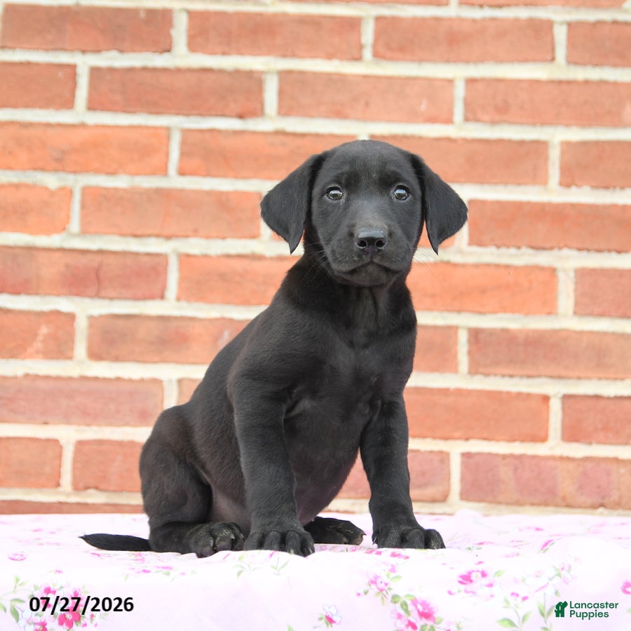 Labrador Retriever dogs Plum - Ad 2