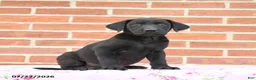 Labrador Retriever dogs for sale: Plum - Ad 2