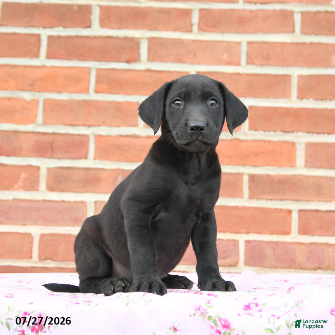 Labrador Retriever dogs for sale: Plum - Ad 2