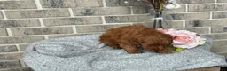 Cavapoo dogs for sale: Kiki - Ad 4