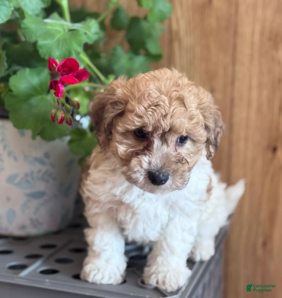 Bichpoo dogs for sale: Clown  - Ad 3