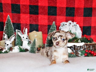 Chihuahua dogs Perez - Ad 26