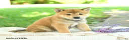 Shiba Inu dogs for sale: Emerald - Ad 1
