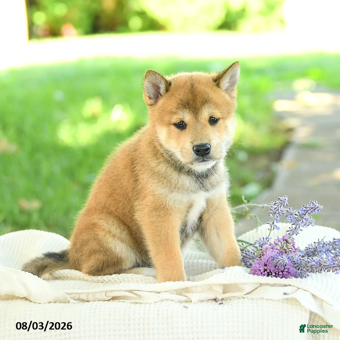 Shiba Inu dogs for sale: Emerald - Ad 1