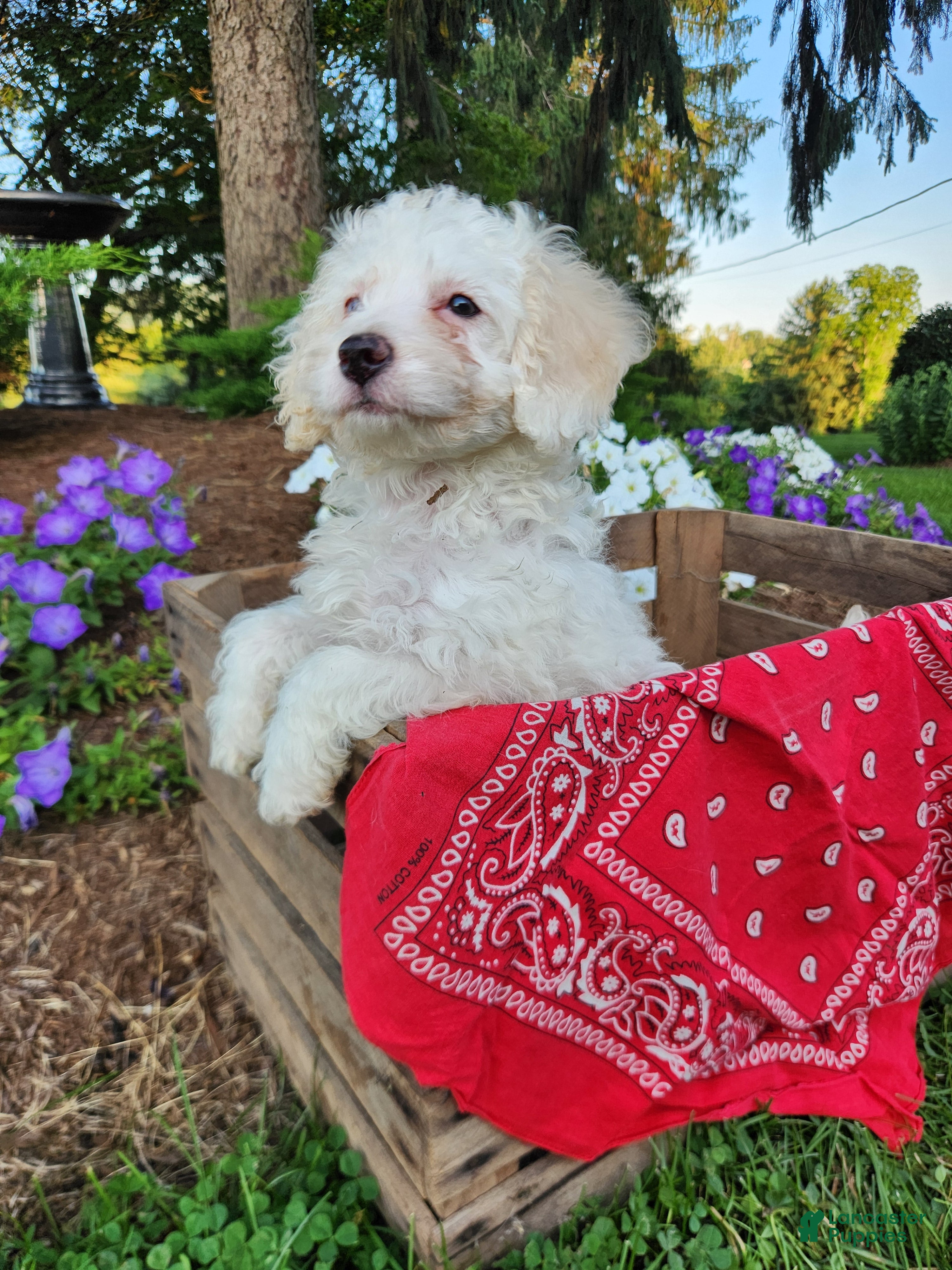 Cockapoo dogs Vanilla - Ad 1
