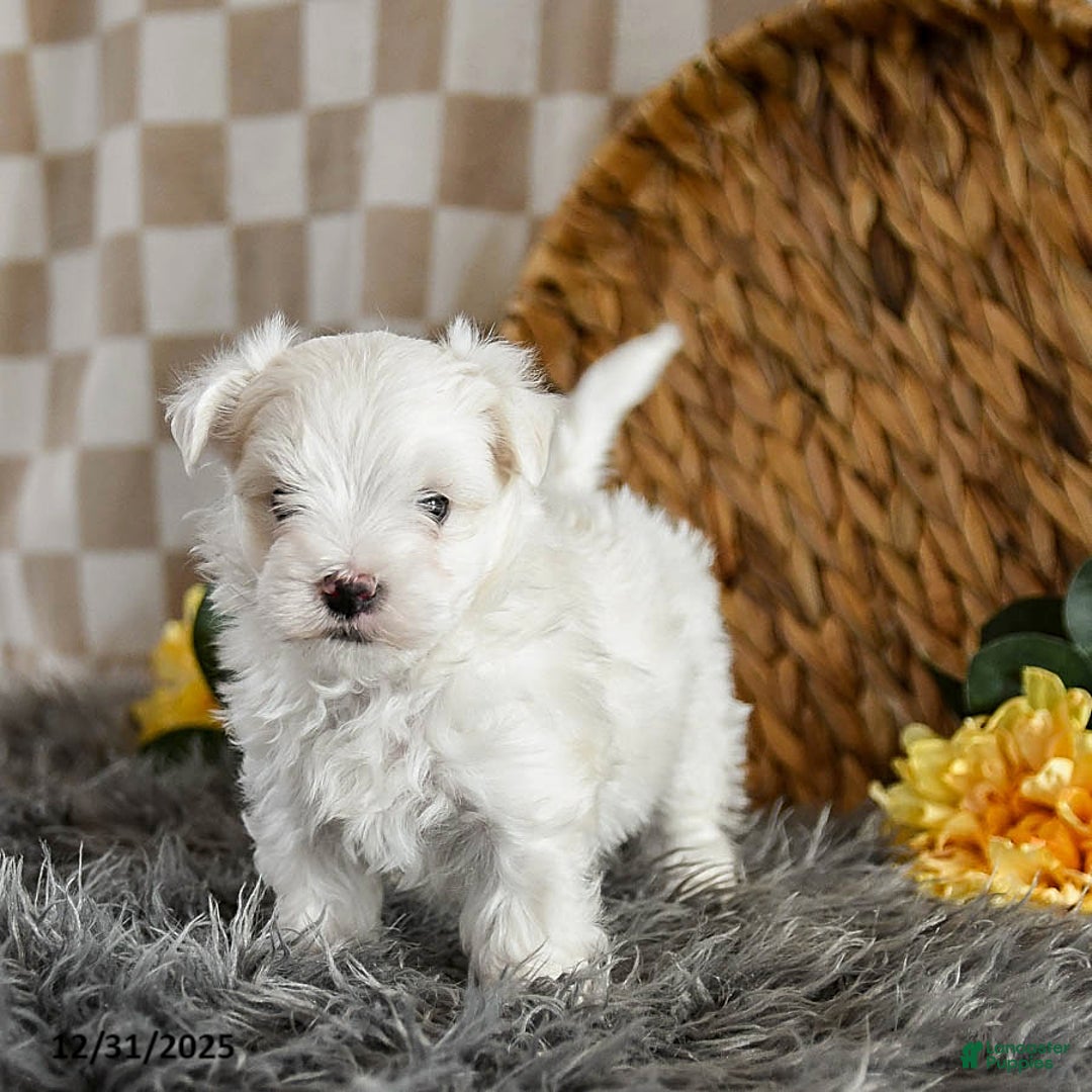 Maltese dogs for sale: Moose - Ad 1