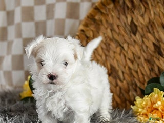 Maltese dogs Moose - Ad 15