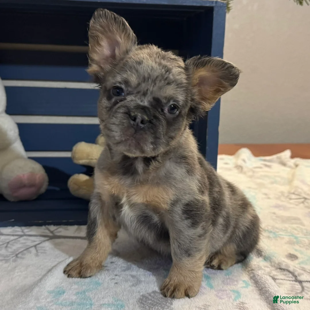 French Bulldog dogs for sale: Darla - Ad 3