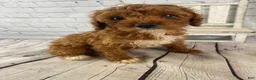Cavapoo dogs for sale: Rosie - Ad 10