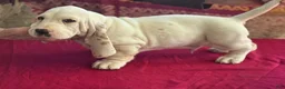Basset Hound dogs for sale: Sampson  - Ad 4