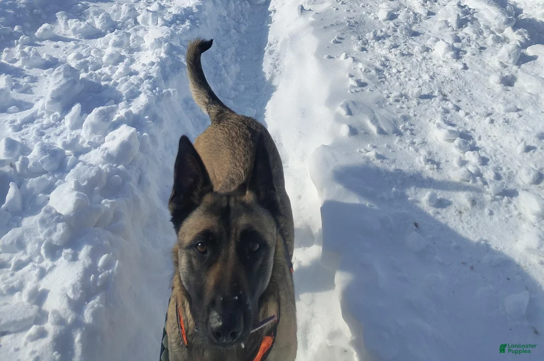 Belgian Malinois dogs for sale: Belgian Malinois 1 - Ad 2