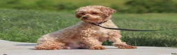 Yorkiepoo dogs for sale: Teddy - Ad 10