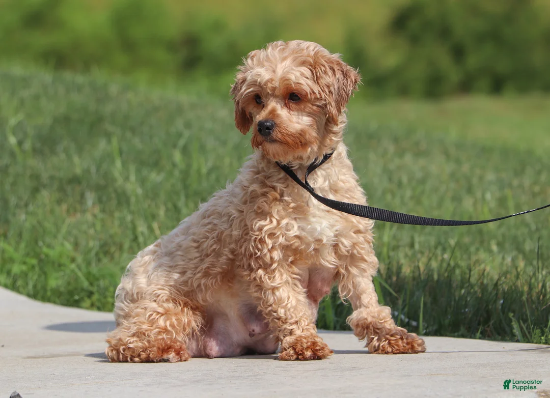 Yorkiepoo dogs for sale: Teddy - Ad 10