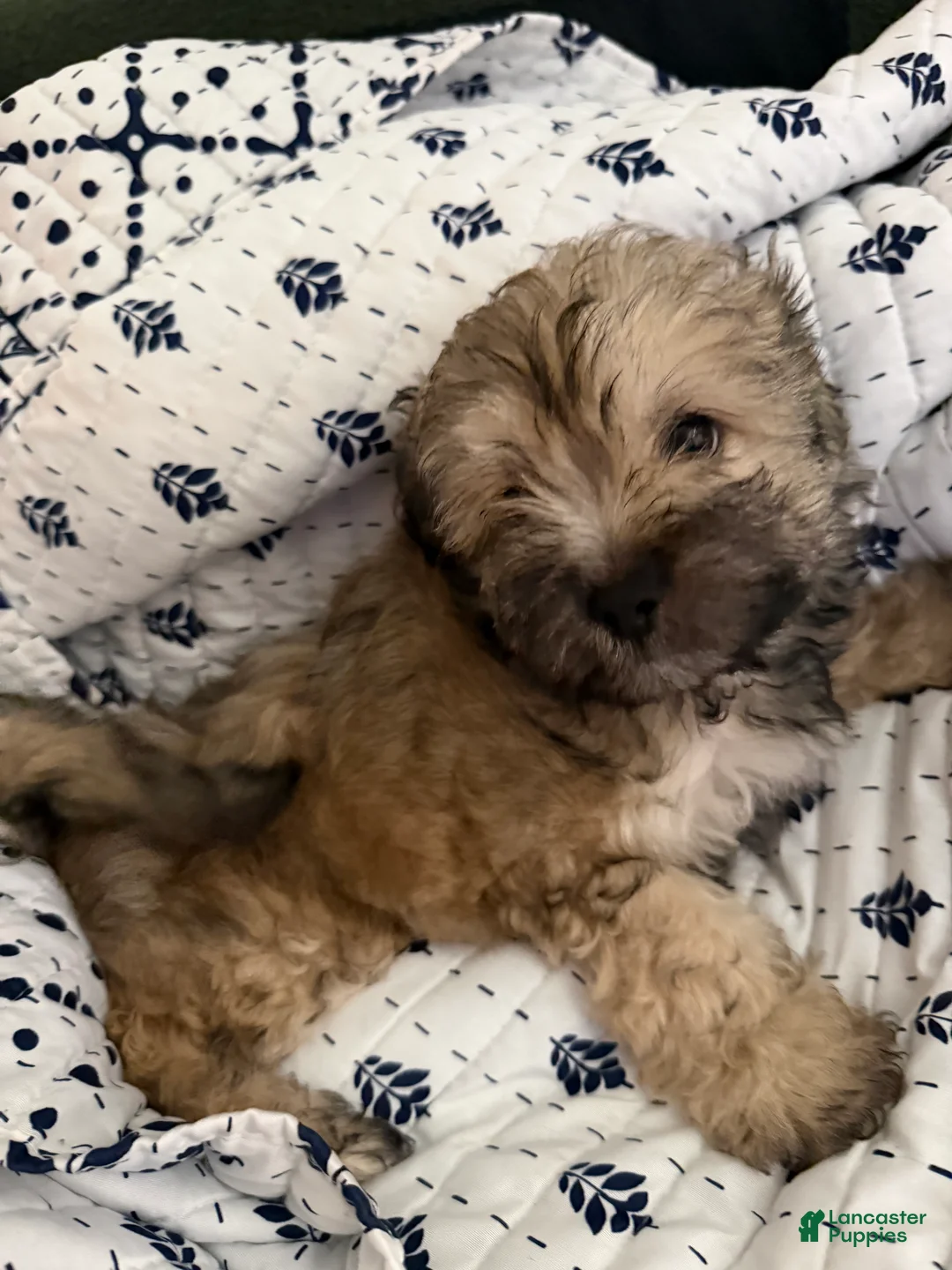 Shihpoo dogs for sale: Shihpoo 2 - Ad 2