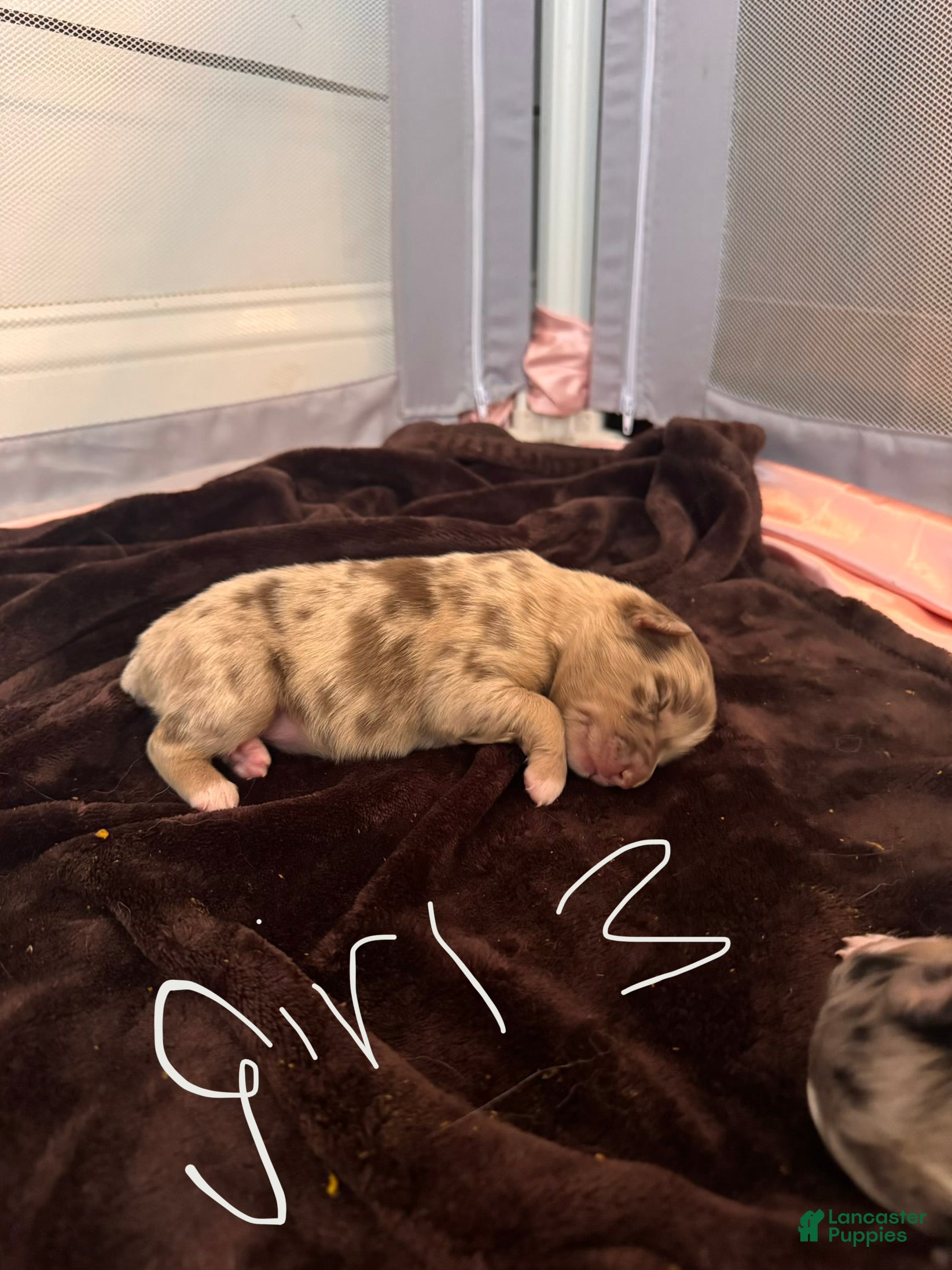 Australian Shepherd dogs Australian Shepherd Puppy Girl 3 - Ad 38