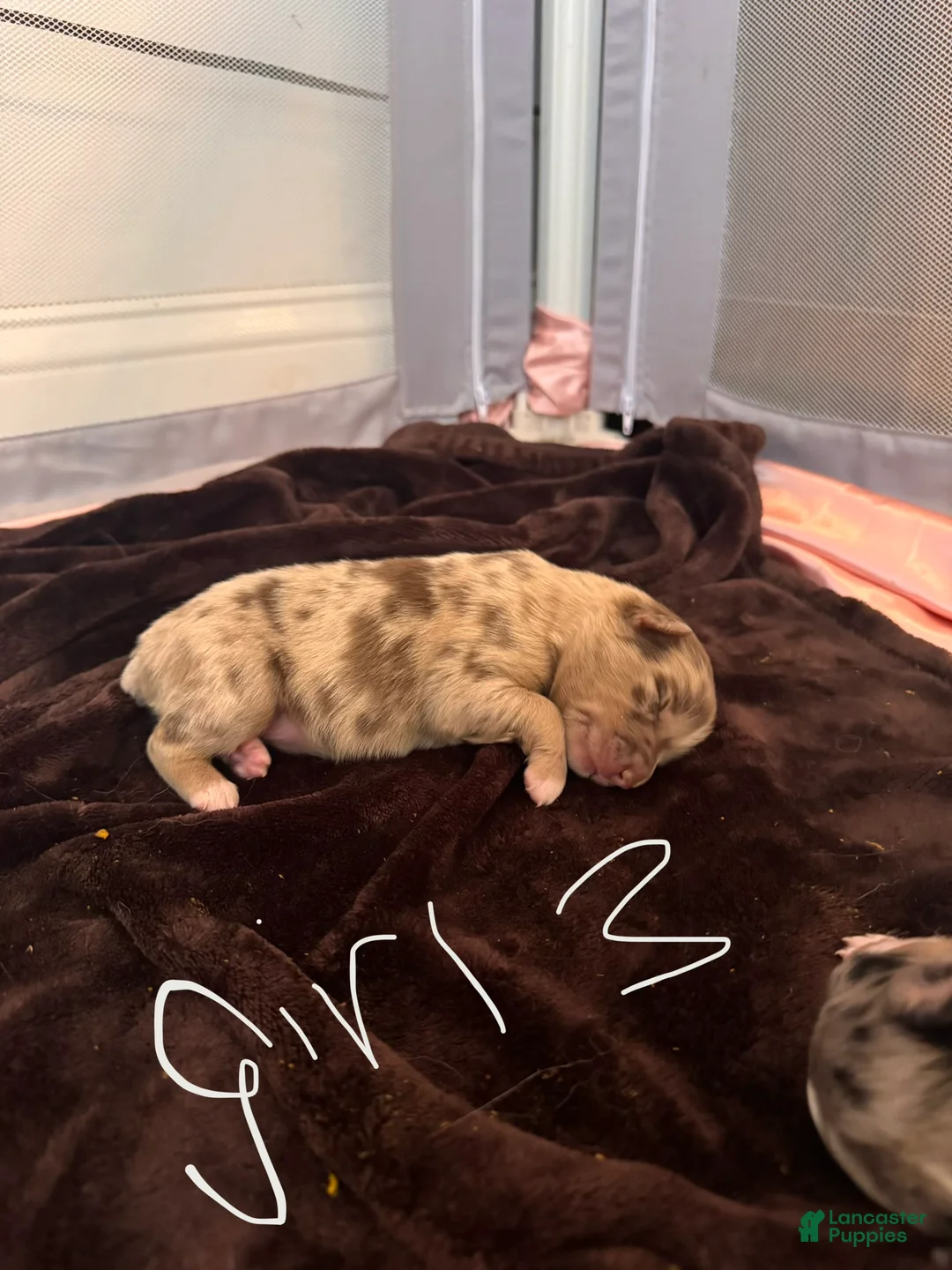 Australian Shepherd dogs for sale: Australian Shepherd Puppy Girl 3 - Ad 1