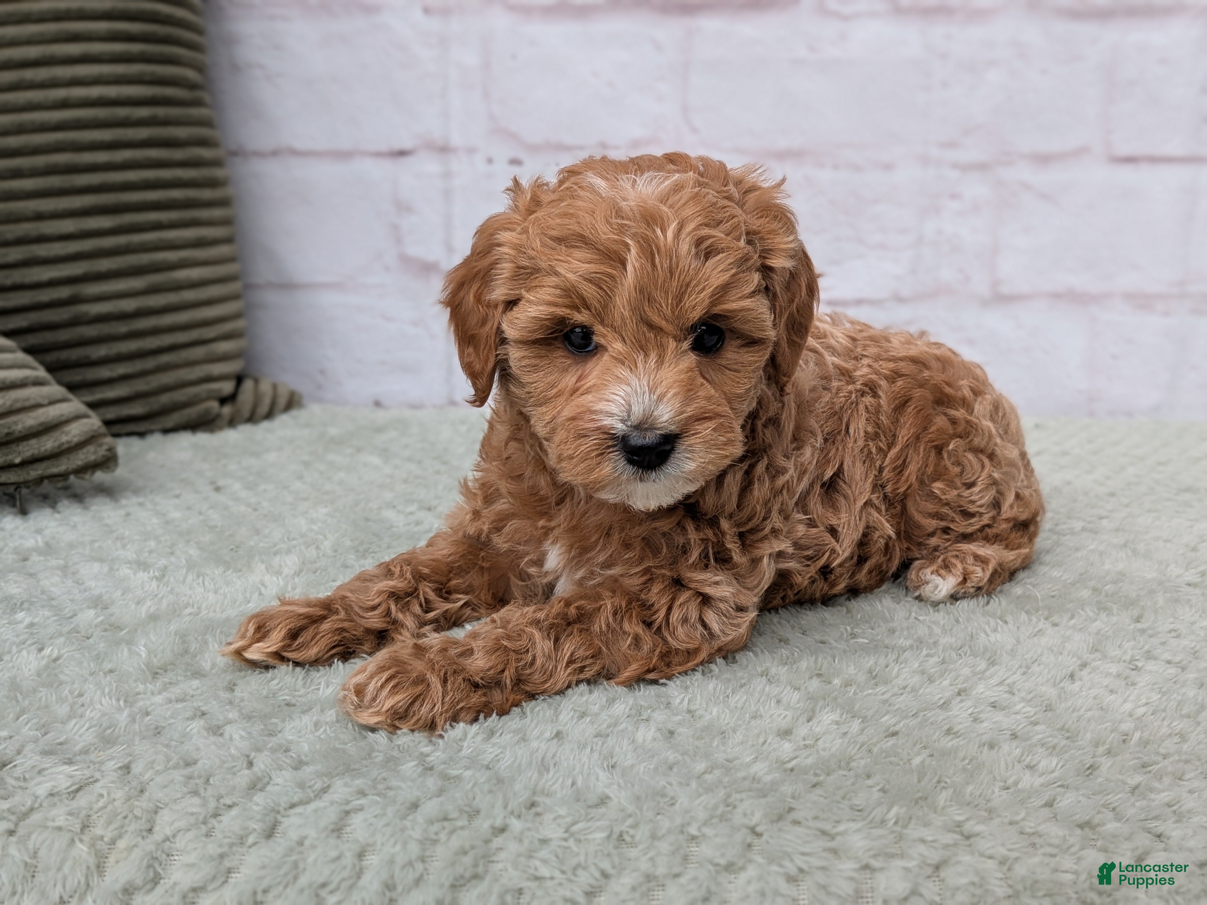 Mini Goldendoodle dogs Mia - Ad 2