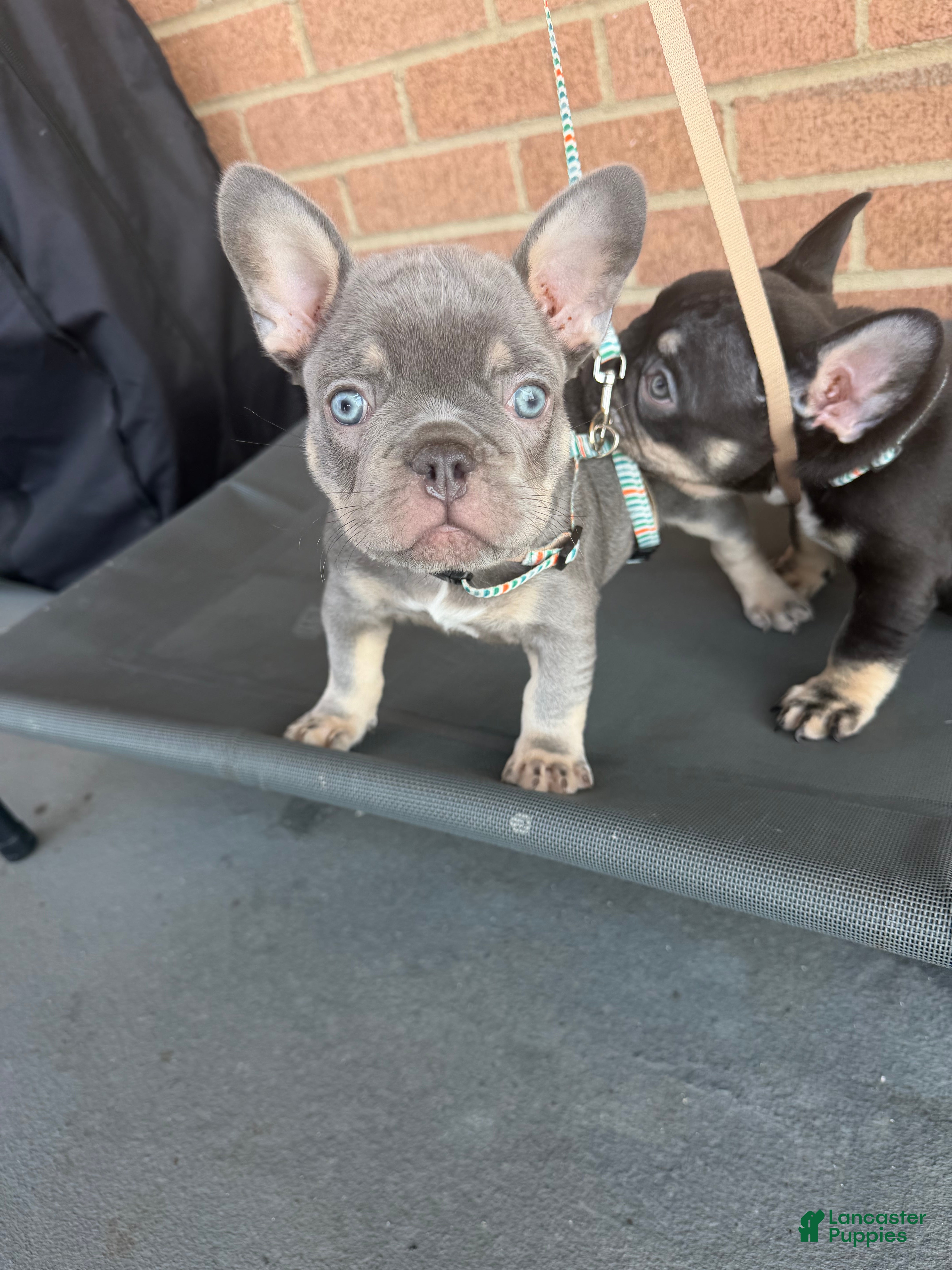 French Bulldog dogs French Bulldog Puppy 1 - Ad 38