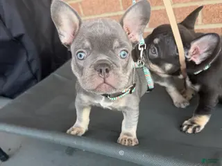 French Bulldog dogs French Bulldog Puppy 1 - Ad 38