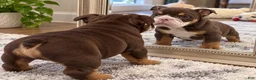 English Bulldog dogs for sale: Snickers  - Ad 4