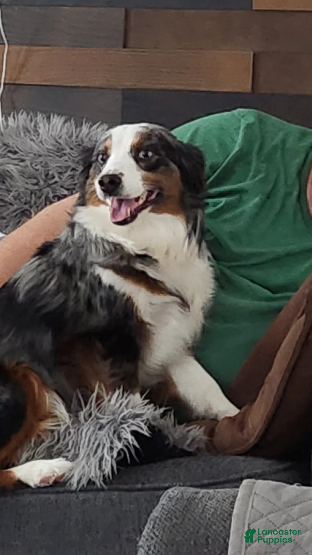 Miniature Australian Shepherd dogs for sale: Miniature Australian Shepherd Puppy 1 - Ad 2