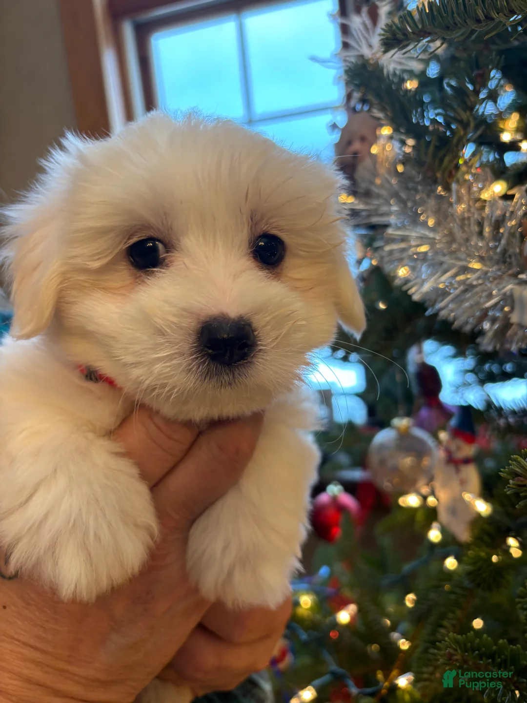 Coton De Tulear dogs for sale: Coton De Tulear Puppy 5. Earl - Ad 4